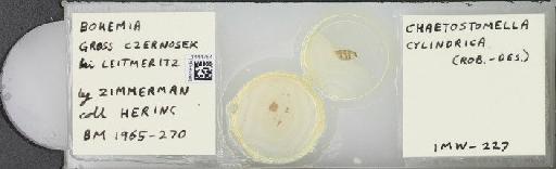 Chaetostomella cylindrica (Robineau-Desvoidy, 1830) - BMNHE_1444764_58682