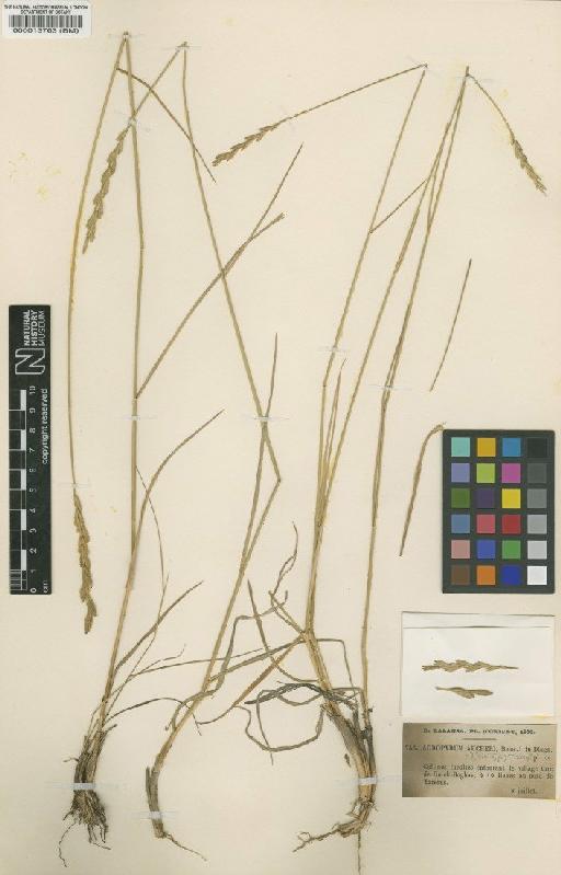 Elymus hispidus subsp. barbulatus (Schur) Melderis - BM000013763