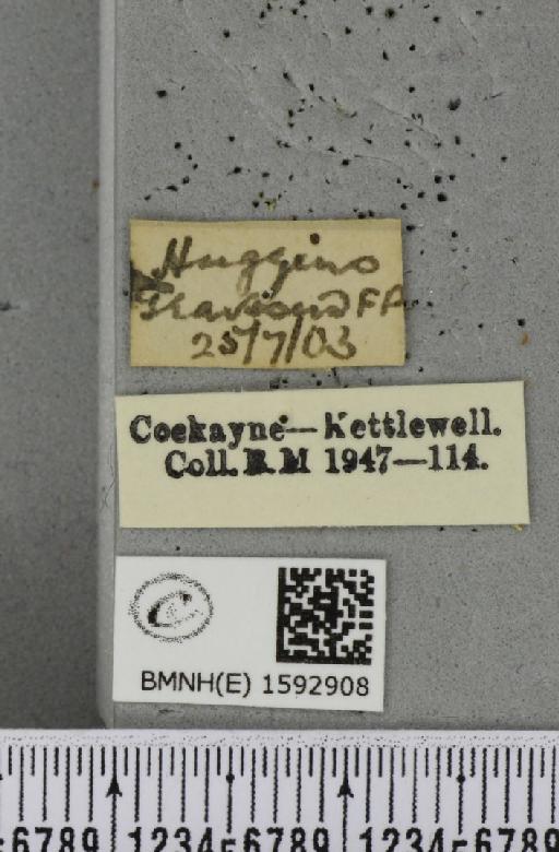 Idaea emarginata ab. obsoleta Lempke, 1949 - BMNHE_1592908_label_266791