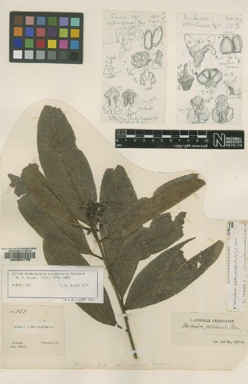 Nectandra turbacensis (Kunth) Nees - BM000617729
