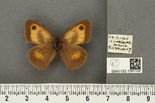 Pyronia tithonus britanniae ab. pallidula Leeds, 1950 - BMNHE_1091182_1517