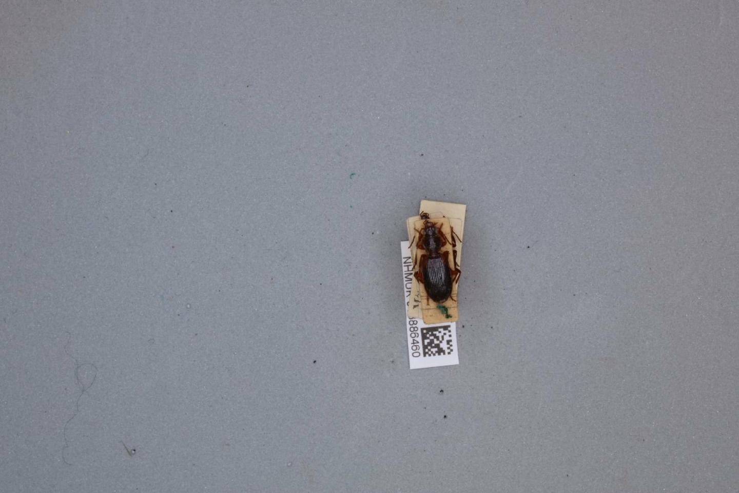 Cymindis miliaris thumbnail