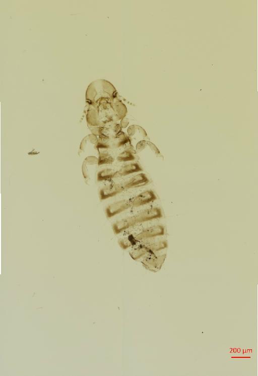 Hecatrishula docilis Ansari, 1956 - 010672780__2017_07_28-Scene-1-ScanRegion0