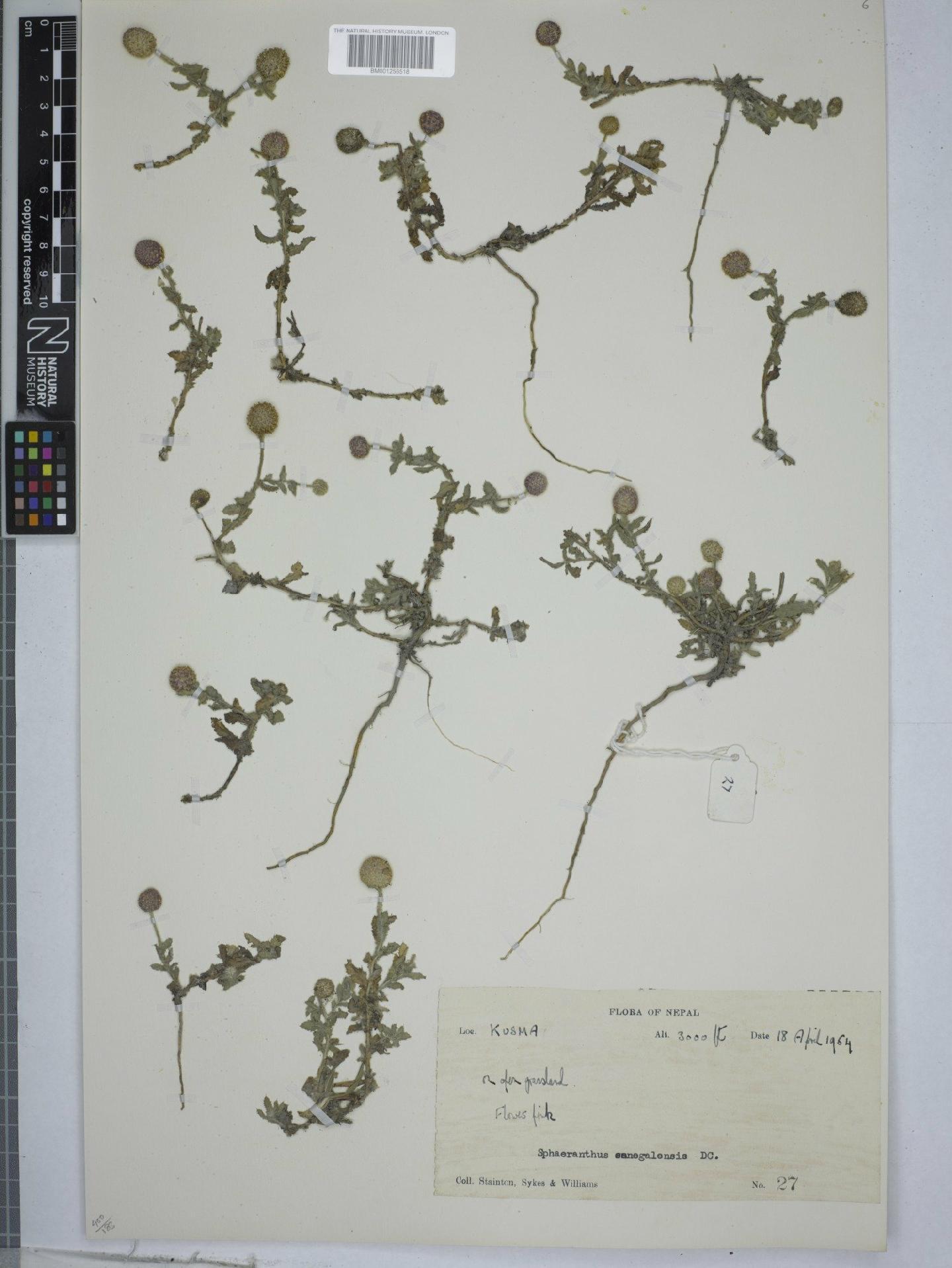 To NHMUK collection (Sphaeranthus senegalensis DC.; NHMUK:ecatalogue:9151404)