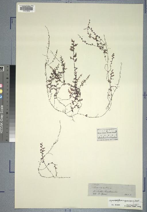 Hymenophyllum axillare Sw. - Spruce - BM000776989