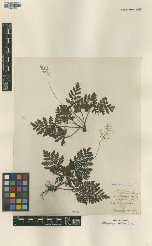 Tectaria psomiocarpa S.Y.Dong - BM001048529