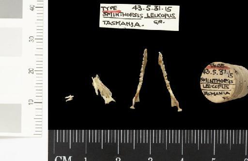 Phascogale leucopus Gray, 1842. - 1843.5.31.15_Skull_Dorsal