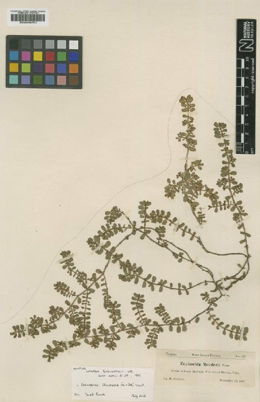 Euphorbia leucantha (Klotzsch & Garcke) Millsp. ex Boiss. - BM000947522