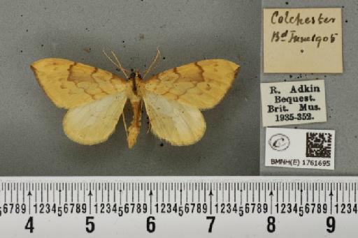 Gandaritis pyraliata ab. aurantior Lempke, 1949 - BMNHE_1761695_345305