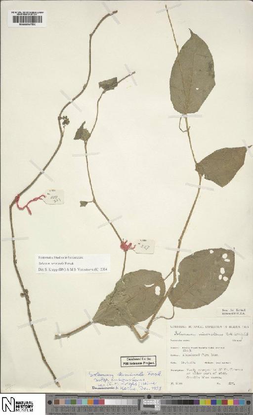 Solanum terminale subsp. inconstans (C.H.Wright) Heine - BM000847530
