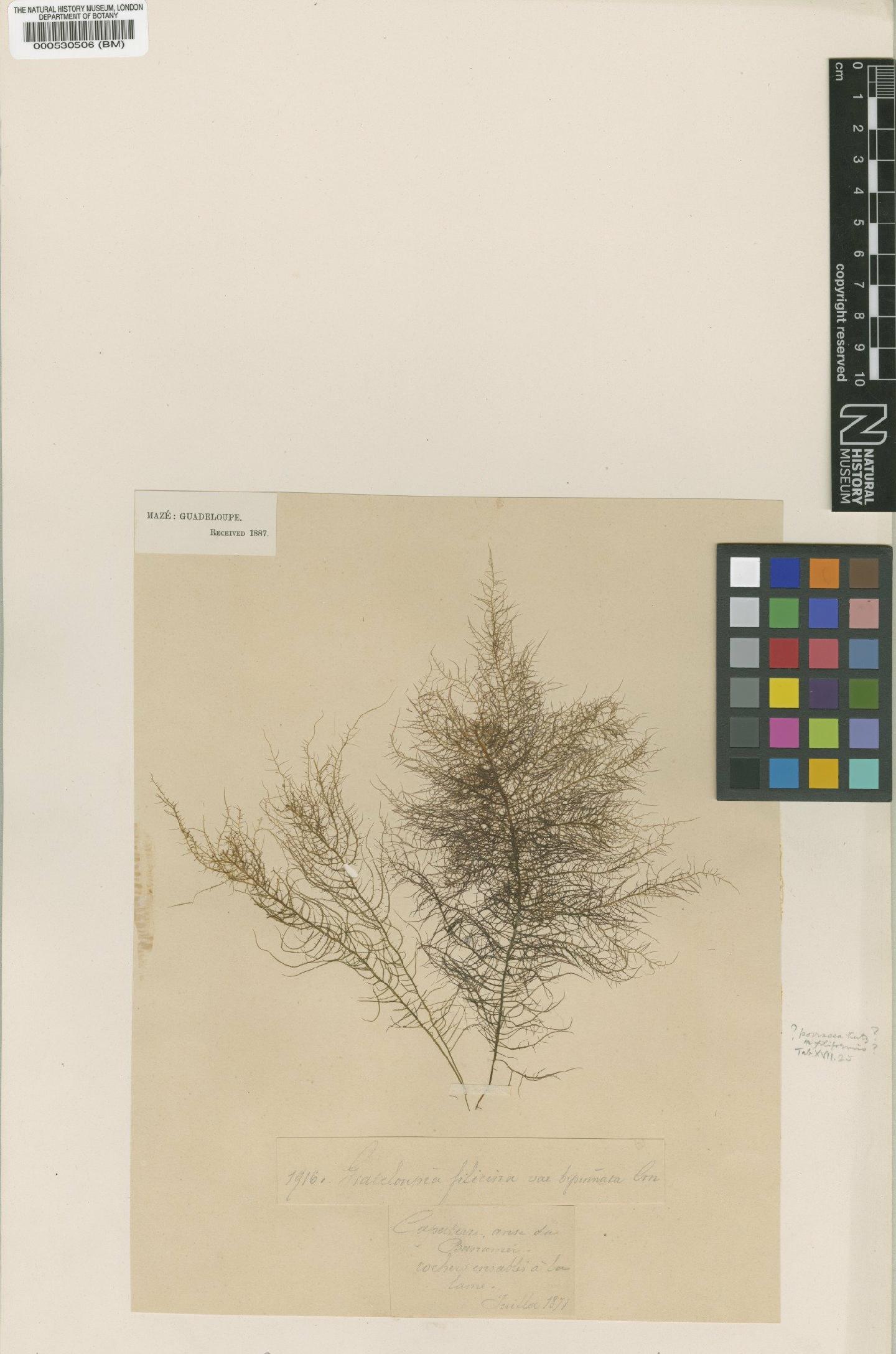 To NHMUK collection (Grateloupia filicina var. bipinnata Crouan; Type; NHMUK:ecatalogue:4857602)