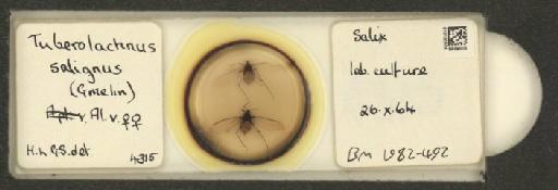 Tuberolachnus salignus Gmelin, J.F., 1790 - 010120504_112985_1096532