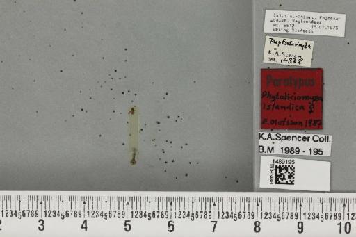 Phytoliriomyza islandica Olafsson, 1988 - BMNHE_1489195_52718