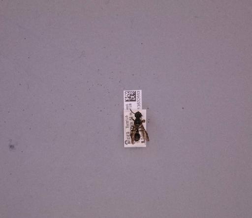 Polybia nigrina Richards, 1978 - 013632663_233914_1666251