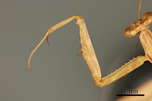 Stagmomantis montana Saussure & Zehntner, 1894 - 013805614_Stagmomantis_montana_Foreleg_outside_Syntype