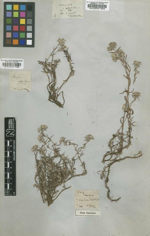 Paronychia argyrocoma Nutt - BM000522127