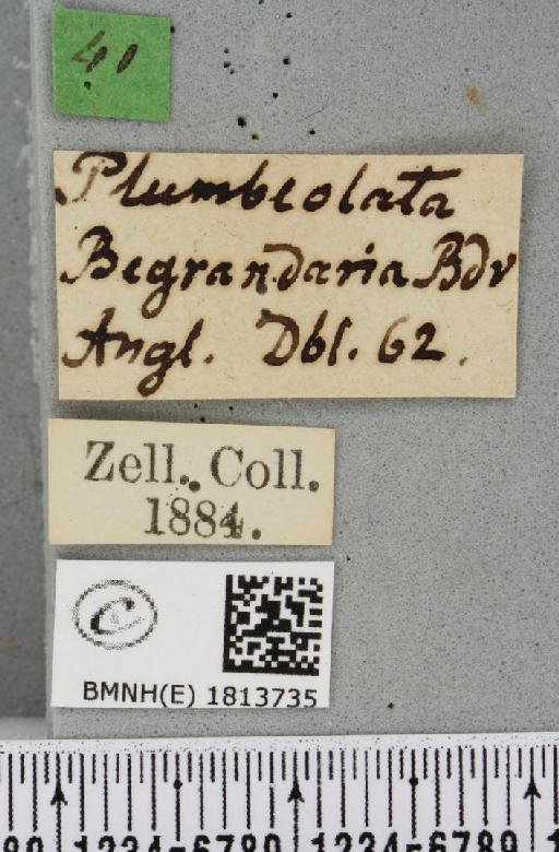 Eupithecia plumbeolata (Haworth, 1809) - BMNHE_1813735_label_382289