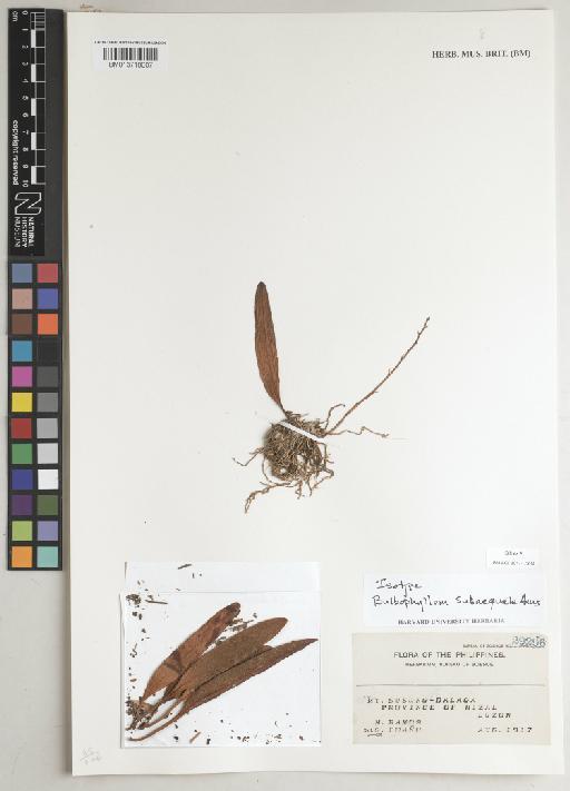 Bulbophyllum subaequale Ames - BM013718007