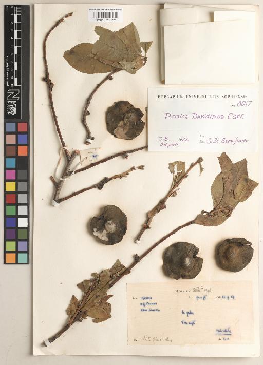 Prunus davidiana (Carriere) Franch. - BM013717932