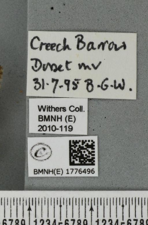 Dysstroma citrata citrata (Linnaeus, 1761) - BMNHE_1776496_label_353215