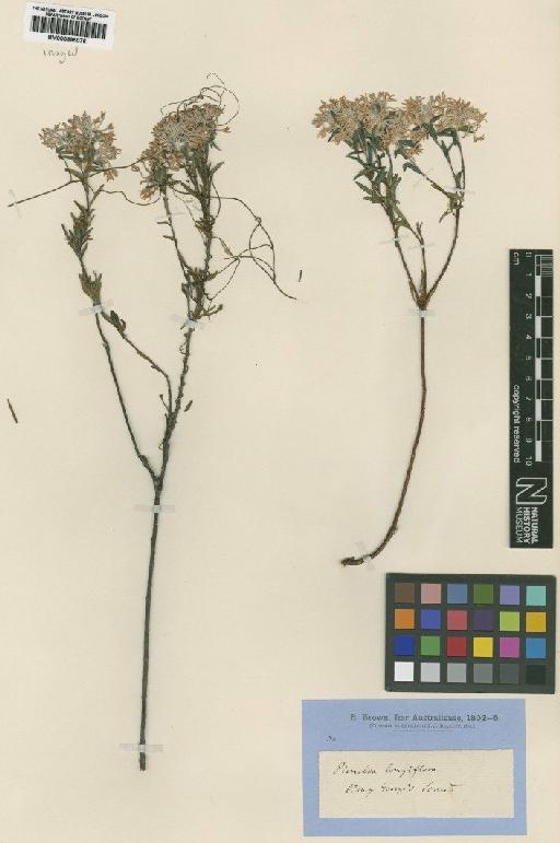 Pimelea longiflora R.Br. - BM000895076