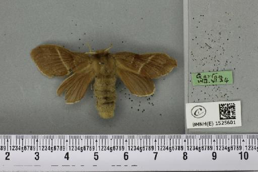 Macrothylacia rubi (Linnaeus, 1758) - BMNHE_1525601_196344