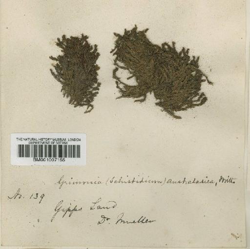 Schistidium readeri (Broth.) Ochyra & J.Muñoz - BM001007155