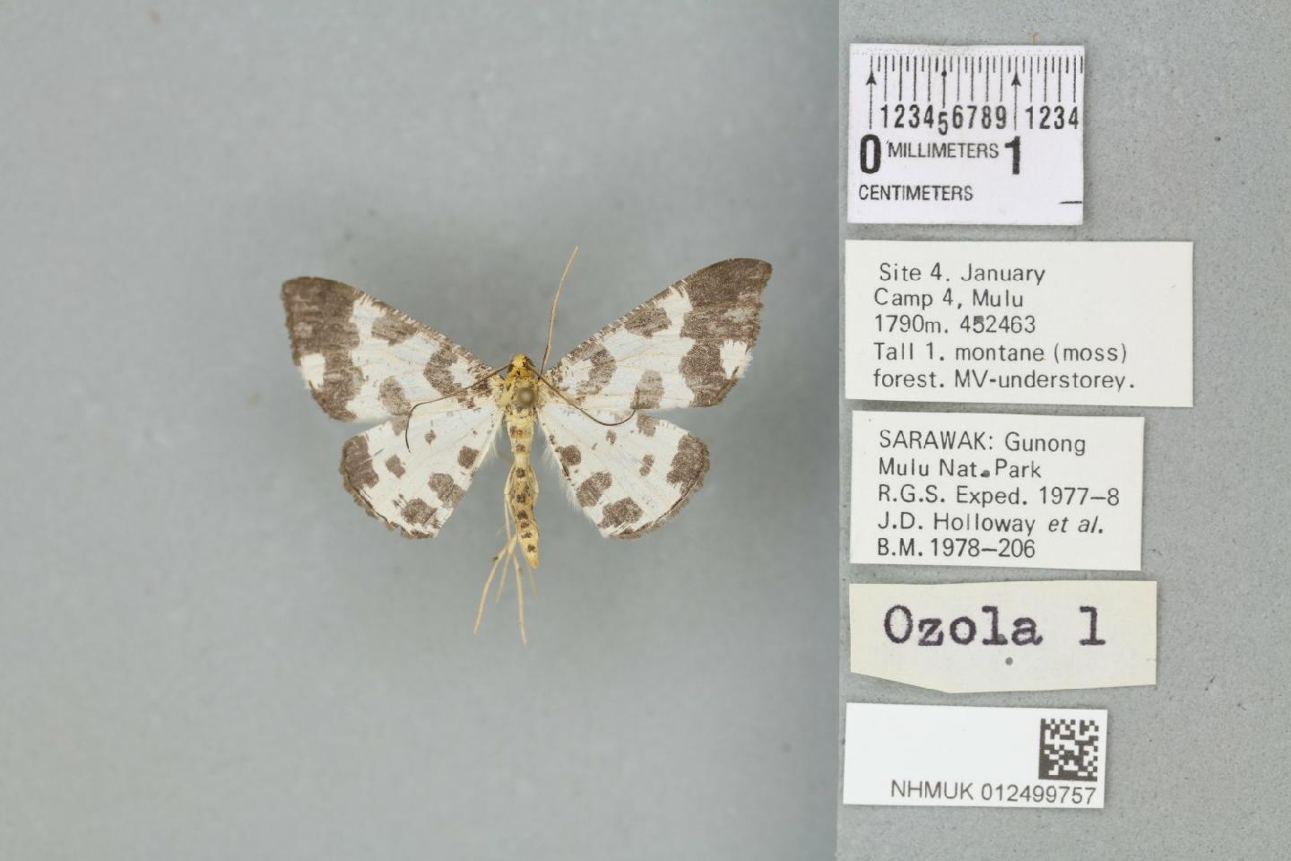 Ozola liwana thumbnail