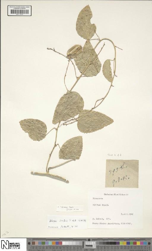 Dioscorea fodinarum Kunth - BM001190480