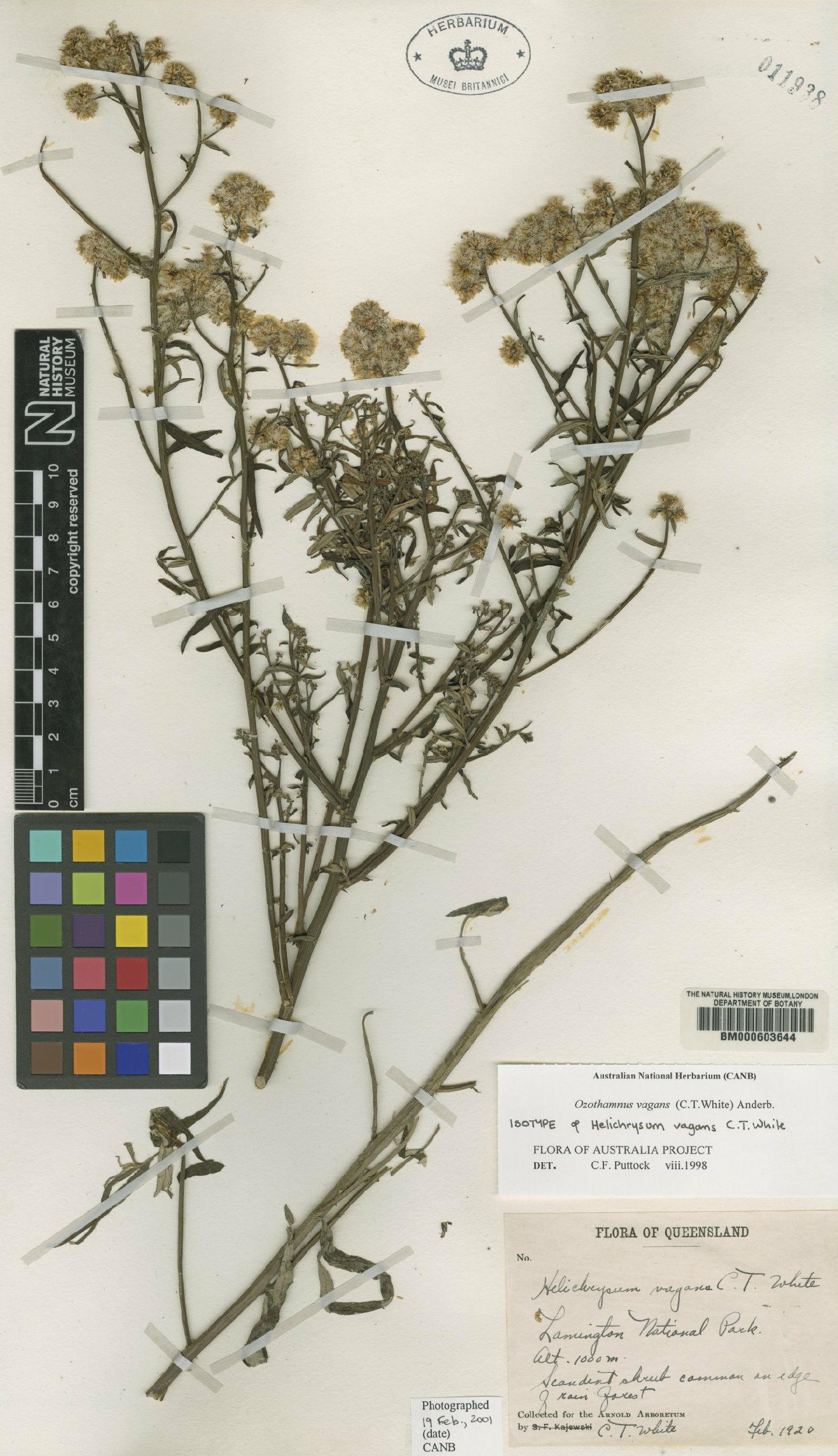 To NHMUK collection (Helichrysum vagans C.T.White; Isotype; NHMUK:ecatalogue:4983385)