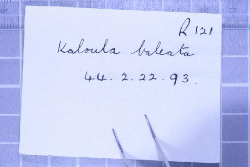 Kaloula baleata (Mueller, 1836) - 1947.2.10.71-pic6