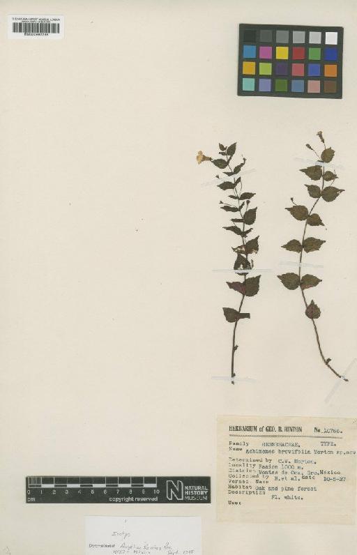 Achimenes brevifolia Morton - BM000992236