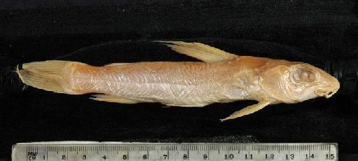 Chrysichthys macrops Günther, 1864 - 1862.6.17.60-64e; Chrysipterus macrops; lateral view; ACSI Project image