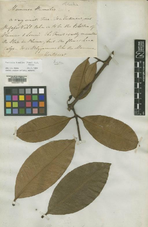 Garcinia humilis (Vahl) C.D.Adams - BM000611785