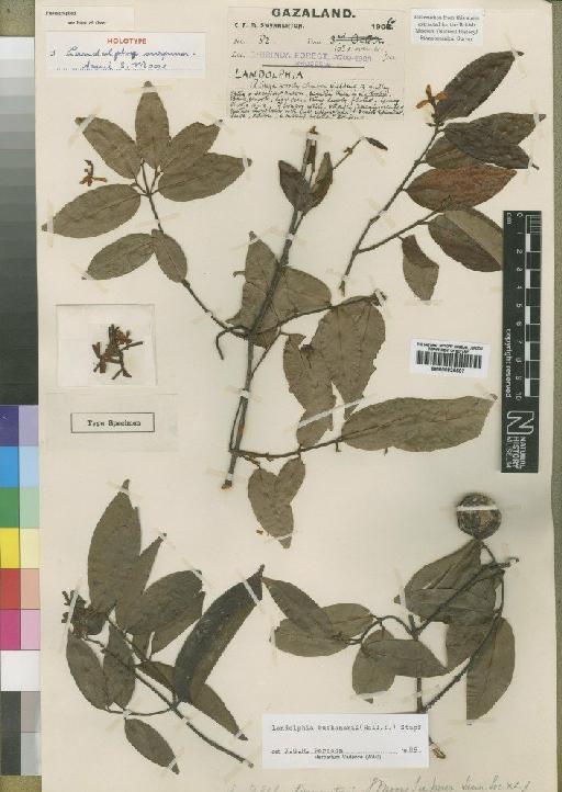 Landolphia buchanani (Hallier f.) Stapf - BM000925597