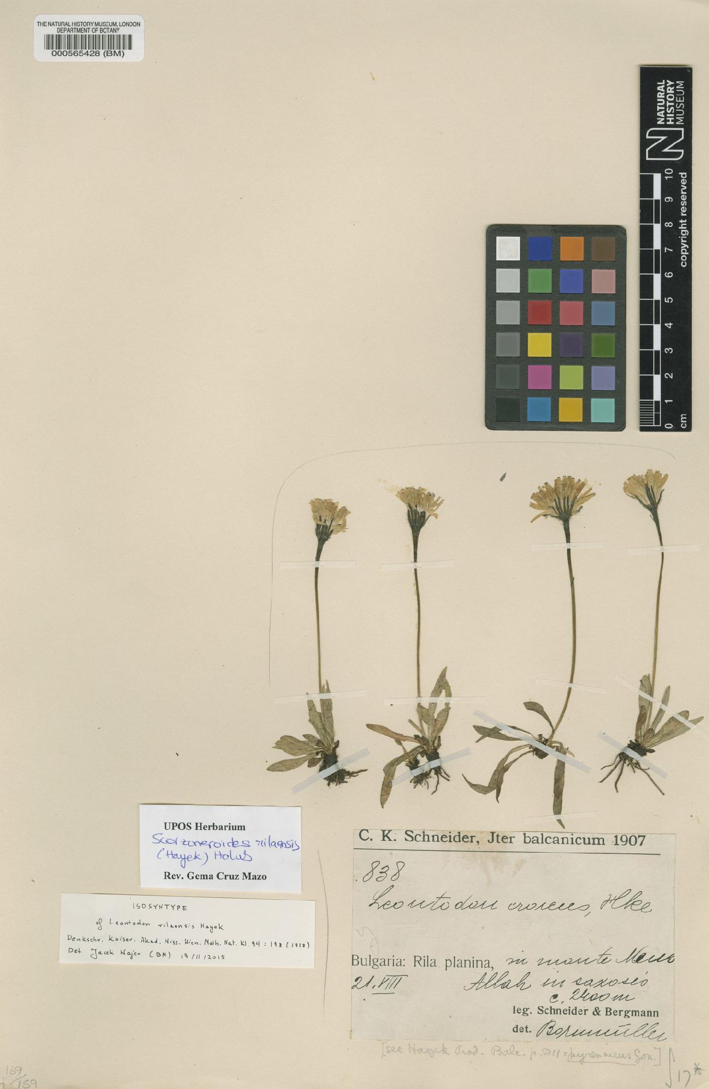 To NHMUK collection (Leontodon croceus subsp. rilaensis (Hayek) Finch & P.D.Sell; Isosyntype; NHMUK:ecatalogue:4863174)