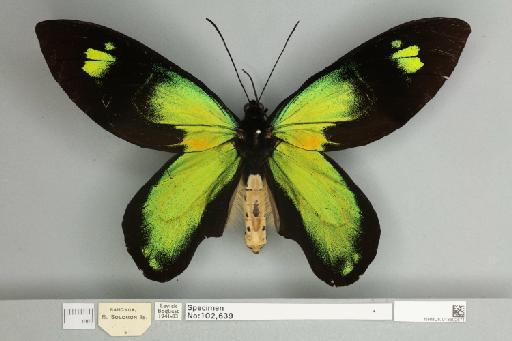 Ornithoptera victoriae rubianus Rothschild, 1904 - 013602571__