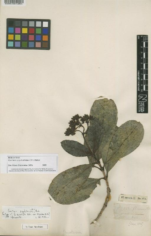 Gaertnera psychotrioides (DC.) Baker - BM000055363