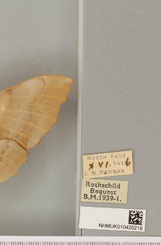 Laothoe populi populi (Linnaeus, 1758) - NHMUK_010420219_label_525491