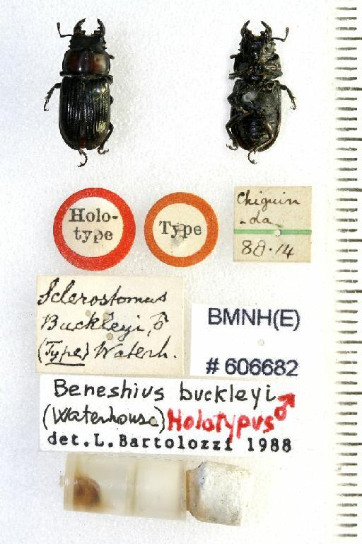 Metadorcinus buckleyi (Waterhouse, 1886) - Beneshius buckleyi holotype