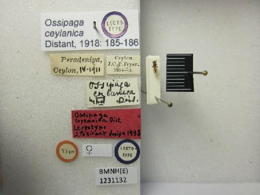 Ossipaga ceylanica Distant, 1918 - Ossipaga ceylanica-BMNH(E)1231132-Lectotype female dorsal & labels