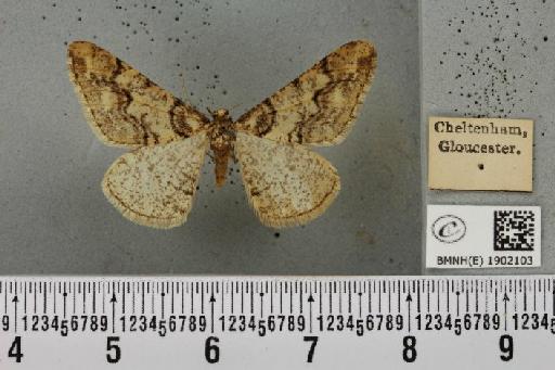 Agriopis leucophaearia (Denis & Schiffermüller, 1775) - BMNHE_1902103_462647