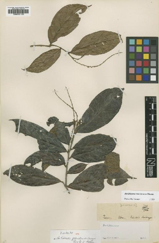 Antidesma montanum Blume - BM000951363