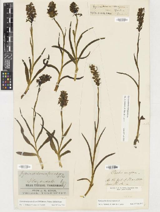 Gymnadenia borealis (Druce) R.M.Bateman, Pridgeon & M.W.Chase - BM001081056