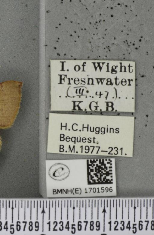 Cyclophora puppillaria (Hübner, 1799) - BMNHE_1701596_label_275257