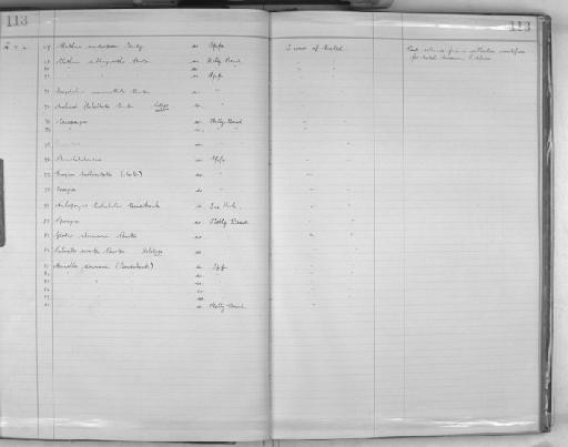 Anchinoe flabellata Burton - Zoology Accessions Register: Spongiida: 1929 - 1938: page 113