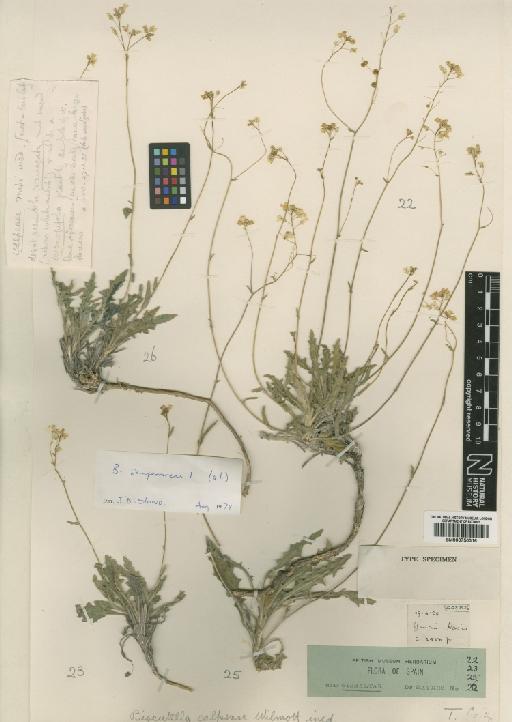 Biscutella coronopifolia L. - BM000750316