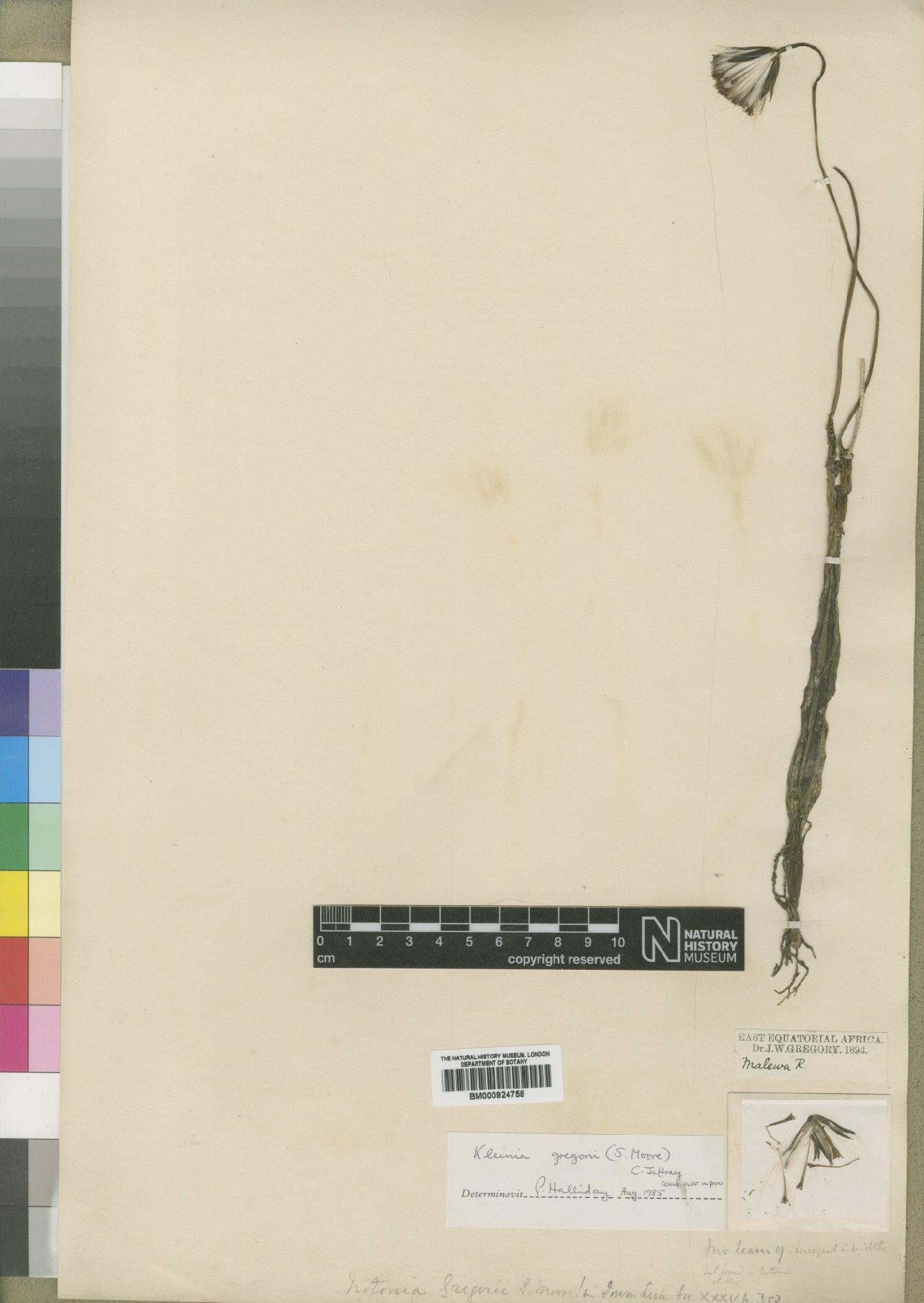 To NHMUK collection (Kleinia gregorii (Moore) Jeffrey; Type; NHMUK:ecatalogue:4553441)