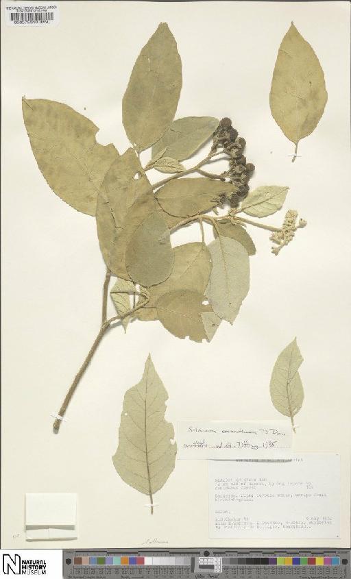 Solanum erianthum - BM000579310