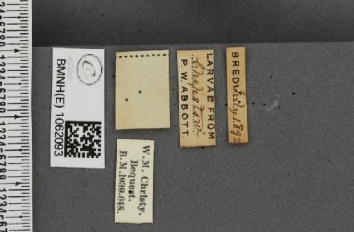 Polygonia c-album f. hutchinsoni Robson, 1881 - BMNHE_1062093_label_22944
